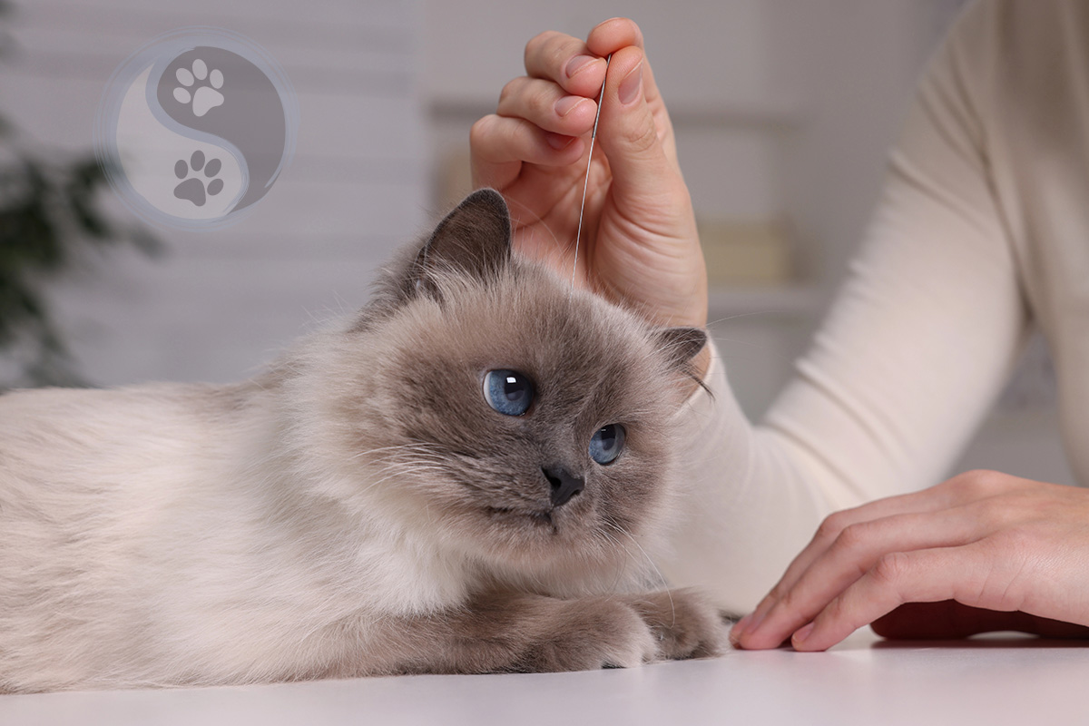 cat getting acupuncture